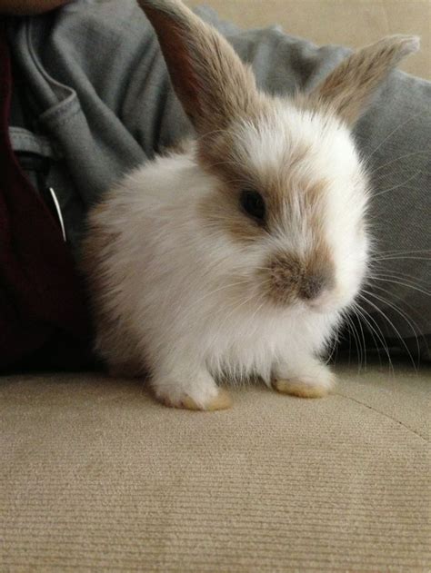 9 Best Images About Bunnies On Pinterest Childhood