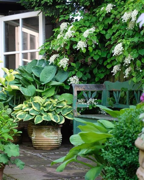 Hosta Gardens Climbing Hydrangeas And Potted Hostas 💚outside Door