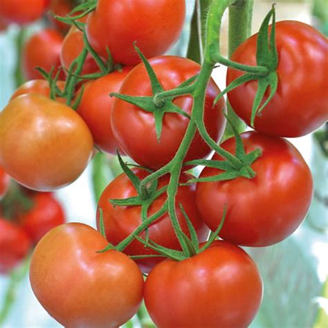 Tomatoes Tremolo 247plants
