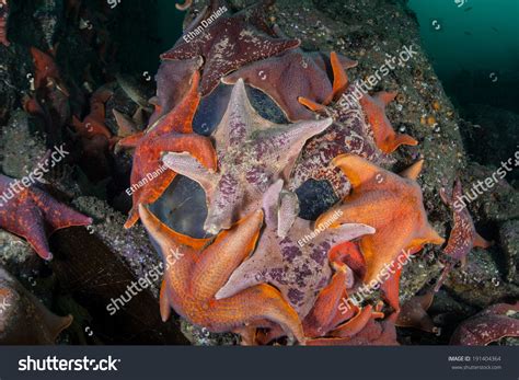 Bat Sea Stars Asterina Miniata Which Stock Photo 191404364 Shutterstock