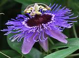 Photos of Where Can I Buy A Passion Flower Plant