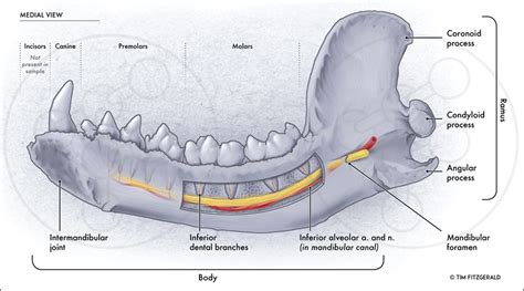 Medial View Of Raccoon Mandible Illustration By Tim Fitzgerald