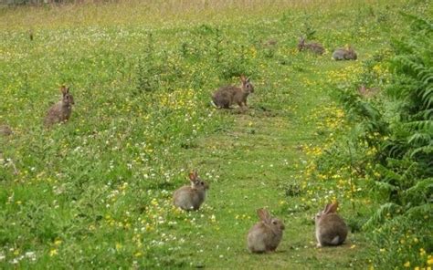 Join the pixel biology community! cottagecore | Woodland bunny, Animals, Green aesthetic