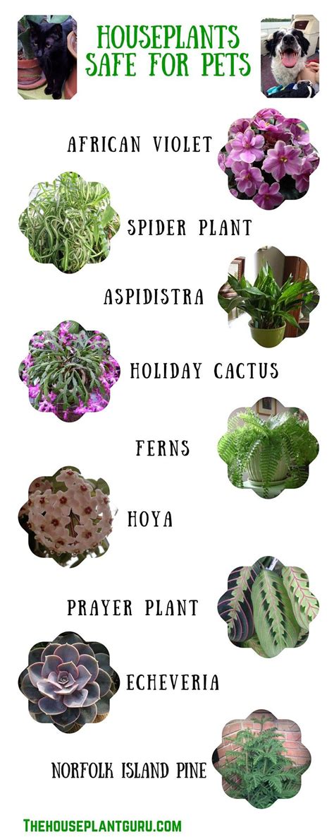 Now that you know what to keep away from your cat, let's talk about the types of plants they are free to nibble, nosh, and munch on. You Can Have Pets and Houseplants Too! | Plants, Cat safe ...