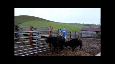 Loading Cattle To Take to the Market 