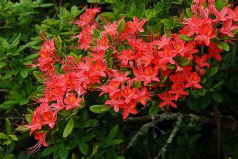 The best fertilizer for azaleas include 'Red Flame' Azalea Azaleas are acid loving plants. They ...