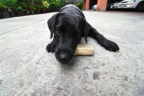Be your dog's hero and start them on raw dog food. Can Dogs Eat Bones? Raw & Cooked Bones for Dogs | petMD ...