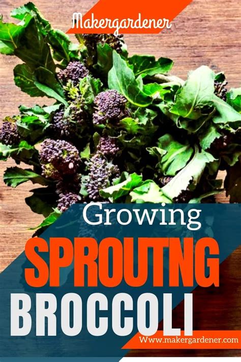 Growing And Harvesting Sprouting Broccoli Makergardener Growing