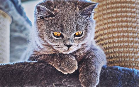Download Wallpapers British Shorthair Big Eyes Gray Beautiful Cat