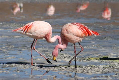 Flamingo Wildlife In Ethiopia