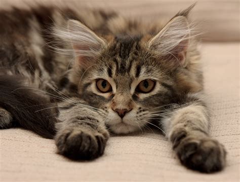 10 Things To Watch Out For With Your Maine Coon Cat