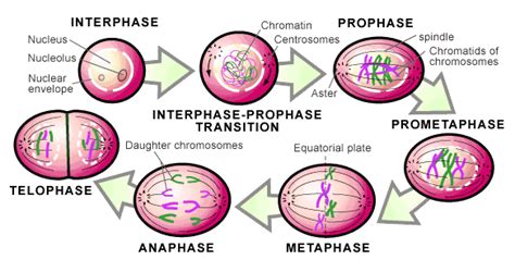 Animal cells differ from plant cells in several regards though, including the lack of vacuoles, chloroplasts, and cell. 😎 All steps of mitosis. Phases of Mitosis. 2019-03-04