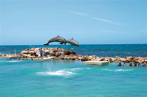 Dolphin Cove Ocho Rios And Yaaman Adventure Park Musement