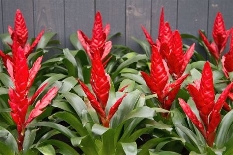 15 Beautiful Houseplants With Red Flowers Smart Garden Guide