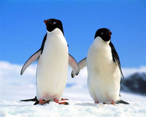 Feeding, habitat, distribution, reproduction, anatomy and more. Life of Penguins: Penguin Species and Taxonomy