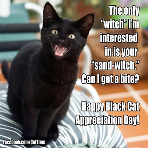 black cat syndrome cattime