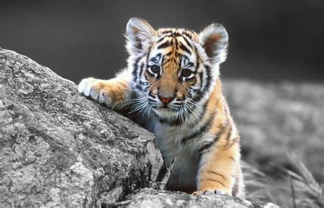 Adorable Baby Tiger By Sketchkeepr6 On Deviantart