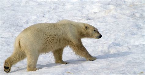 Ijsbeer Polar Bear Birdimage