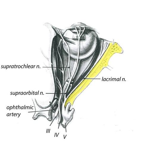 The Orbit Is Shown From Abovethe Oculomotor Nerve And The Trochlear