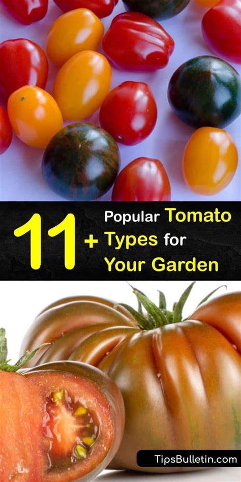 11 Popular Tomato Types For Your Garden In 2021 Types Of Tomatoes