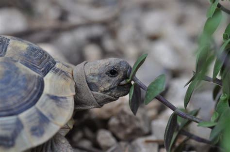 Dabei werden auf die für die schildkrötenhaltung relevanten, gesetzlichen bestimmungen hingewiesen. Ernährung von Europäischen Landschildkröten - Golli-Thek®