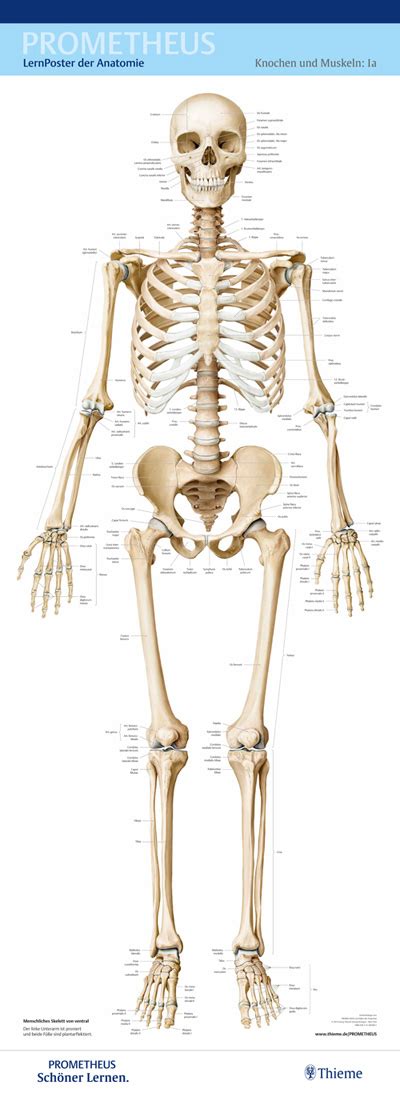 Setting a new standard for the study of anatomy, the thieme atlas of anatomy, with access to this second edition of volume 3 in the thieme atlas of anatomy series now covers anatomy of the neck as. Nicht gefunden - Thieme.de - Thieme Webshop