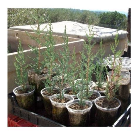150 Fresh Italian Cypress Cupressus Sempervirens Seeds Stricta