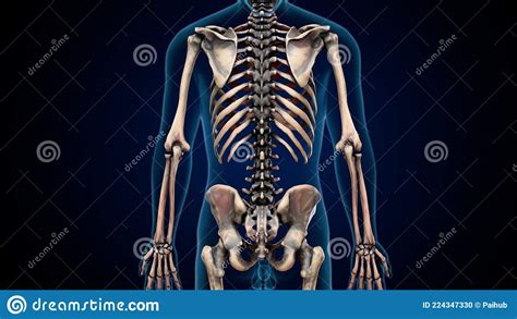 3ª Ilustración De La Anatomía ósea Axial Del Esqueleto Humano Stock