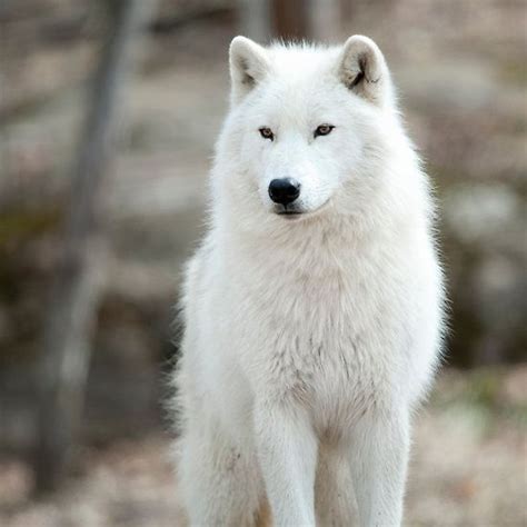 Arctic Wolf By Wolvesonly White Wolf Dog Arctic Wolf Wolf Dog