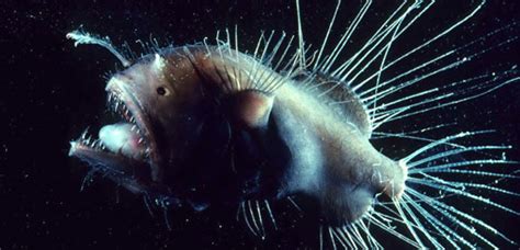 Fish At The Bottom Of The Ocean Siowfa13 Science In Our