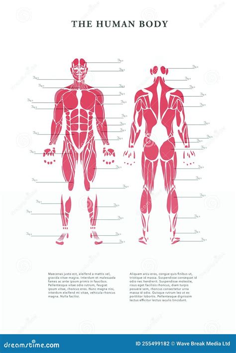 Digital Poster Of Human Body Muscles Stock Illustration Illustration