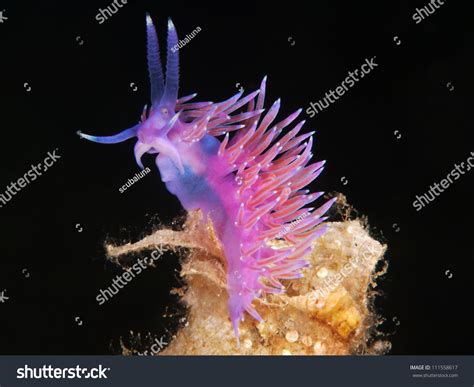 Purple Nudibranch Flabellina Affinis Stock Photo 111558617 Shutterstock