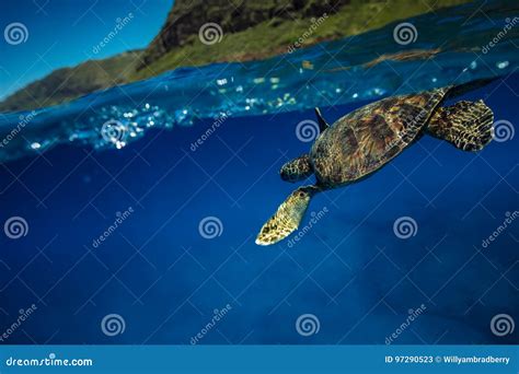 Hawaiian Green Turtle Underwater Split Shot Stock Image Image Of
