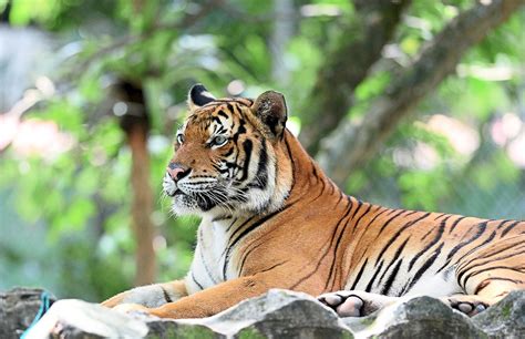 Harimau Malaya Panthera Tigris Tigris 1 Adalah Subspesies Harimau