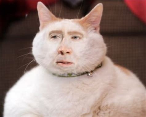 Thats What I Get For Googling Weird Cat Rfunny