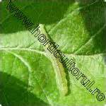 http://www.horticultorul.ro/insecte-boli-daunatori-fungicide-insecticide-ingrasaminte-pesticide/molia-pielitei-fructelor/