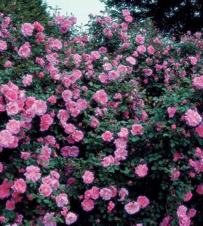 * qty breaks are available. Carefree Beauty (own root) Rosa Landscape/Shrub Carefree ...