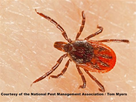 What Does A Tick Look Like Tick Guide And Identification 2022