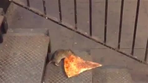 Pizza Rat New York City S Infamous Rodent Explained Vox