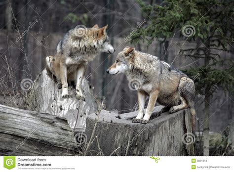 Wolf Couple Stock Photos Image 3831313