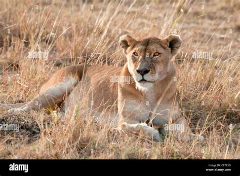 Solitary African Lioness Lying Down Panthera Leo Masai Mara National