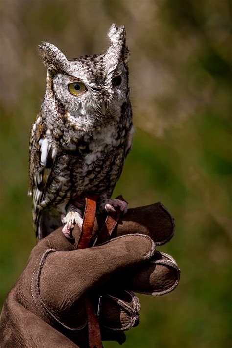 Phoenix, arizonain a desert valley outside tucson lives a fierce predator that weighs less than a deck of cards. Eastern Screech-Owl Smokey - Male RC resident since 2005 P ...