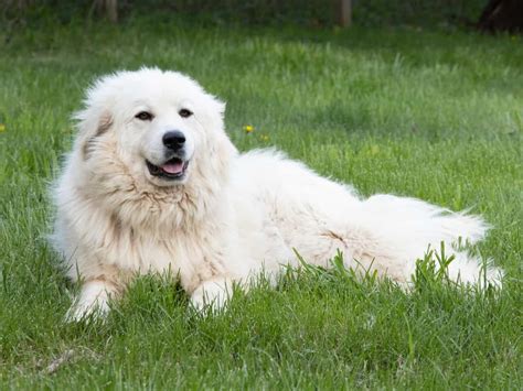 What Does A Great Pyrenees Dog Look Like