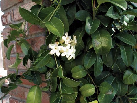 Madagascar Jasmine Plant Britannica