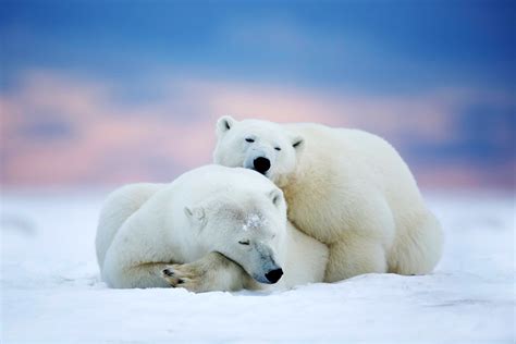 Winter Animals Desktop Wallpapers - Top Free Winter Animals Desktop
