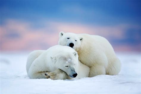 Winter Animals Desktop Wallpapers Top Free Winter Animals Desktop