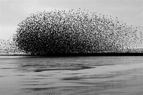 Starling Murmurations in Blackpool - Yannick Dixon Photographic Works