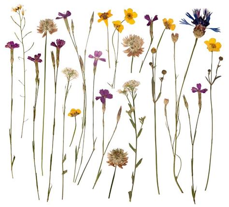 Pressing flowers in a flower press or a book is a better method to use if you plan to use the dried flowers for more than just decorating. Herbář nemusí být jen školní zlo - Zahradacentrum