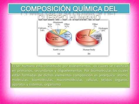 ComposiciÓn QuÍmica Del Cuerpo Humano