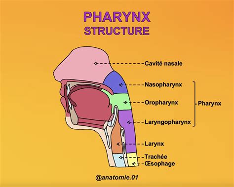 Le Pharynx Est Un Conduit Musculo Membraneux Situé En Arrière Des
